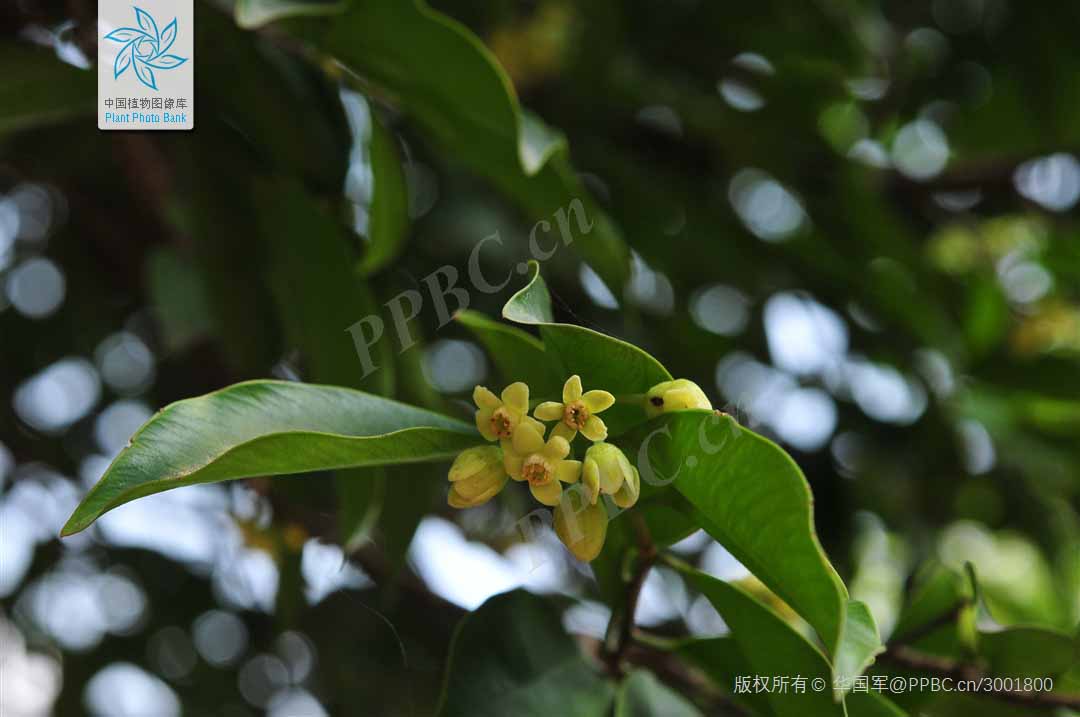 Aquilaria Species
